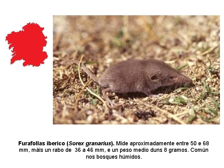 Furafollas iberico (Sorex granarius). Mide aproximadamente entre 50 e 68 mm, máis un rabo Furafollas iberico (Sorex granarius). Mide aproximadamente entre 50 e 68 mm, máis un rabo