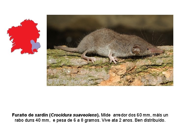 Furaño de xardín (Crocidura suaveolens). Mide arredor dos 60 mm, máis un rabo duns Furaño de xardín (Crocidura suaveolens). Mide arredor dos 60 mm, máis un rabo duns