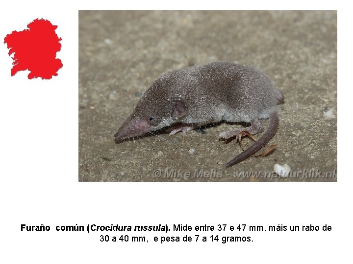 Furaño común (Crocidura russula). Mide entre 37 e 47 mm, máis un rabo de Furaño común (Crocidura russula). Mide entre 37 e 47 mm, máis un rabo de
