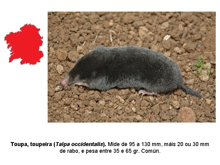 Toupa, toupeira (Talpa occidentalis). Mide de 95 a 130 mm, máis 20 ou 30 Toupa, toupeira (Talpa occidentalis). Mide de 95 a 130 mm, máis 20 ou 30