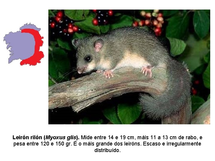 Leirón rilón (Myoxus glis). Mide entre 14 e 19 cm, máis 11 a 13 Leirón rilón (Myoxus glis). Mide entre 14 e 19 cm, máis 11 a 13