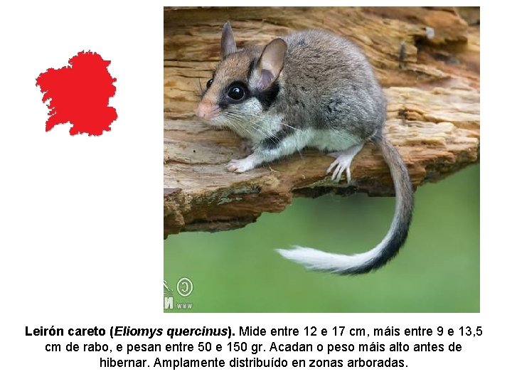Leirón careto (Eliomys quercinus). Mide entre 12 e 17 cm, máis entre 9 e Leirón careto (Eliomys quercinus). Mide entre 12 e 17 cm, máis entre 9 e