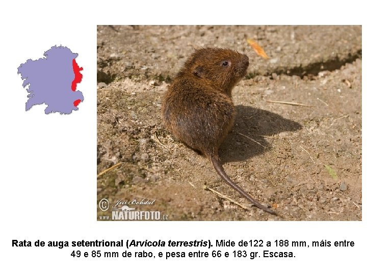 Rata de auga setentrional (Arvicola terrestris). Mide de 122 a 188 mm, máis entre Rata de auga setentrional (Arvicola terrestris). Mide de 122 a 188 mm, máis entre