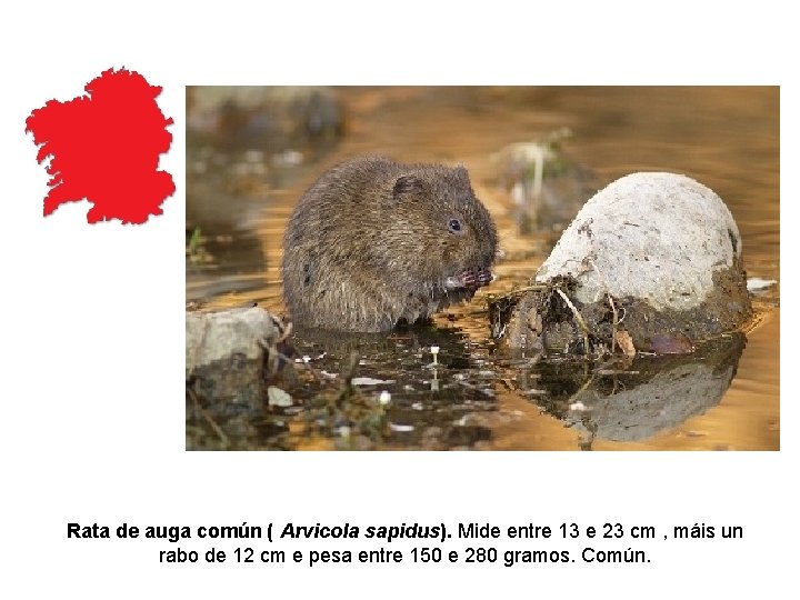 Rata de auga común ( Arvicola sapidus). Mide entre 13 e 23 cm , Rata de auga común ( Arvicola sapidus). Mide entre 13 e 23 cm ,
