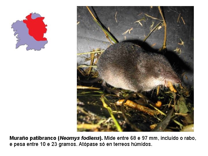 Muraño patibranco (Neomys fodiens). Mide entre 68 e 97 mm, incluído o rabo, e Muraño patibranco (Neomys fodiens). Mide entre 68 e 97 mm, incluído o rabo, e