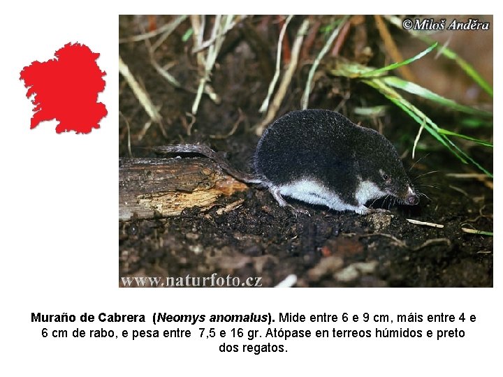 Muraño de Cabrera (Neomys anomalus). Mide entre 6 e 9 cm, máis entre 4 Muraño de Cabrera (Neomys anomalus). Mide entre 6 e 9 cm, máis entre 4