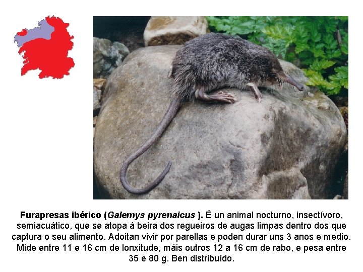 Furapresas ibérico (Galemys pyrenaicus ). É un animal nocturno, insectívoro, semiacuático, que se atopa Furapresas ibérico (Galemys pyrenaicus ). É un animal nocturno, insectívoro, semiacuático, que se atopa