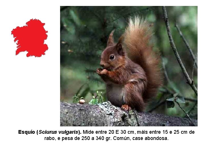Esquío (Sciurus vulgaris). Mide entre 20 E 30 cm, máis entre 15 e 25 Esquío (Sciurus vulgaris). Mide entre 20 E 30 cm, máis entre 15 e 25