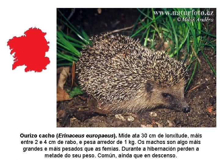 Ourizo cacho (Erinaceus europaeus). Mide ata 30 cm de lonxitude, máis entre 2 e Ourizo cacho (Erinaceus europaeus). Mide ata 30 cm de lonxitude, máis entre 2 e