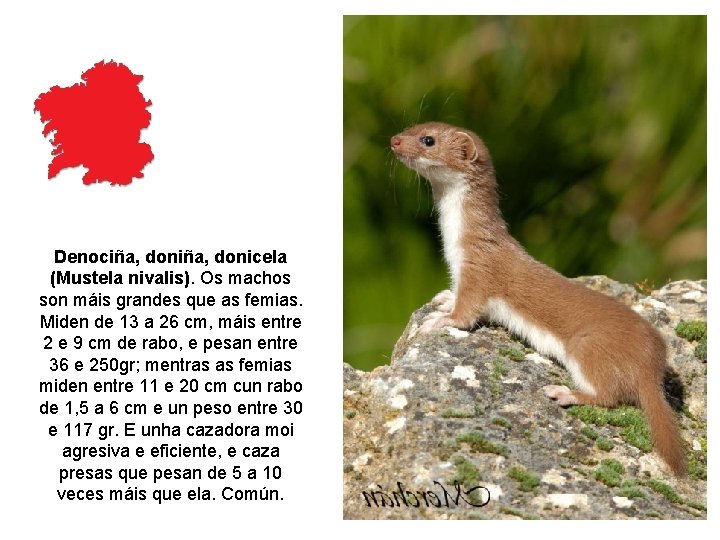 Denociña, donicela (Mustela nivalis). Os machos son máis grandes que as femias. Miden de Denociña, donicela (Mustela nivalis). Os machos son máis grandes que as femias. Miden de