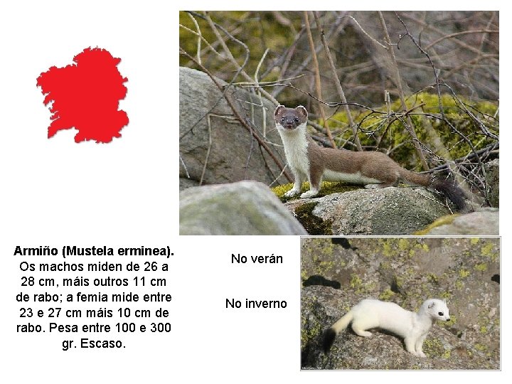 Armiño (Mustela erminea). Os machos miden de 26 a 28 cm, máis outros 11 Armiño (Mustela erminea). Os machos miden de 26 a 28 cm, máis outros 11