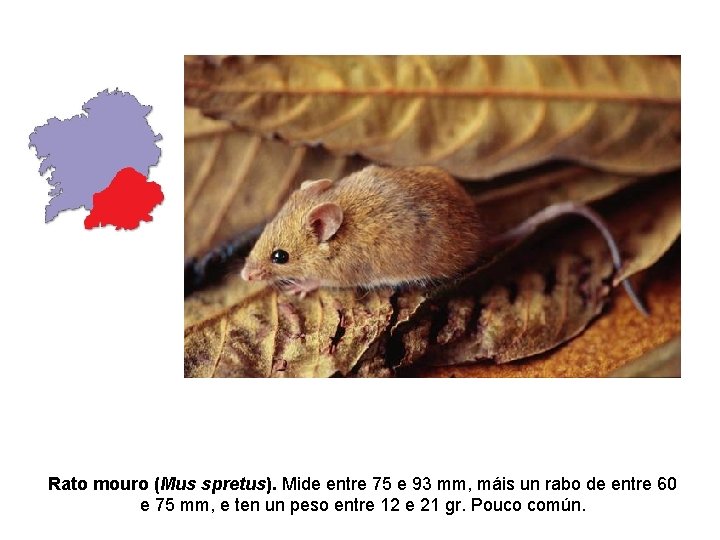 Rato mouro (Mus spretus). Mide entre 75 e 93 mm, máis un rabo de Rato mouro (Mus spretus). Mide entre 75 e 93 mm, máis un rabo de