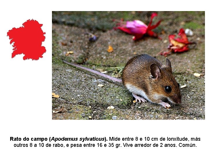 Rato do campo (Apodemus sylvaticus). Mide entre 8 e 10 cm de lonxitude, más Rato do campo (Apodemus sylvaticus). Mide entre 8 e 10 cm de lonxitude, más