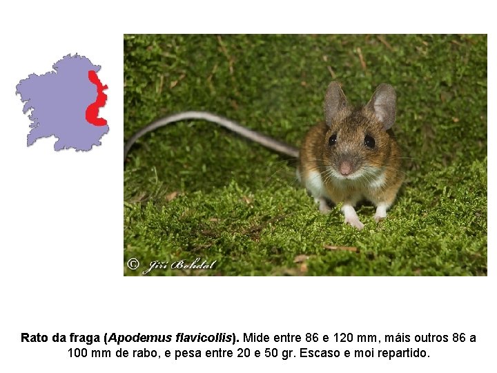 Rato da fraga (Apodemus flavicollis). Mide entre 86 e 120 mm, máis outros 86 Rato da fraga (Apodemus flavicollis). Mide entre 86 e 120 mm, máis outros 86