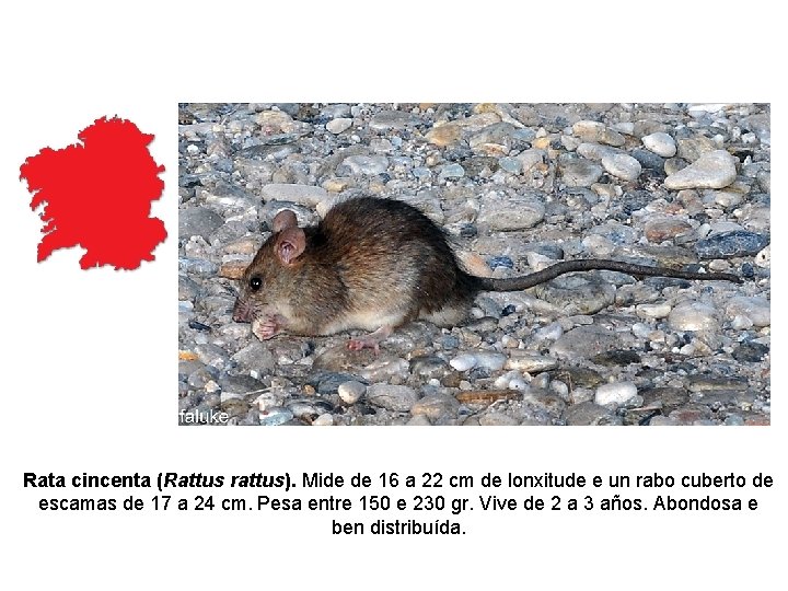 Rata cincenta (Rattus rattus). Mide de 16 a 22 cm de lonxitude e un Rata cincenta (Rattus rattus). Mide de 16 a 22 cm de lonxitude e un