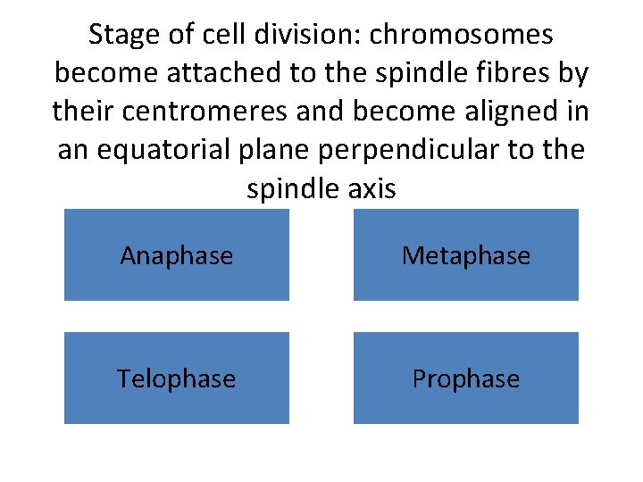 Stage of cell division: chromosomes become attached to the spindle fibres by their centromeres