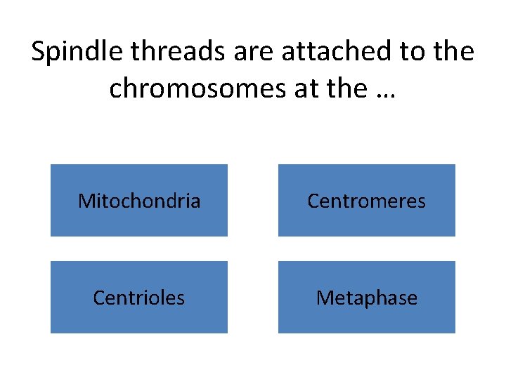 Spindle threads are attached to the chromosomes at the … Mitochondria Centromeres Centrioles Metaphase