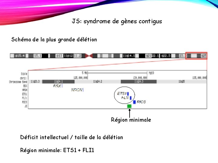 JS: syndrome de gènes contigus Schéma de la plus grande délétion Région minimale Déficit JS: syndrome de gènes contigus Schéma de la plus grande délétion Région minimale Déficit