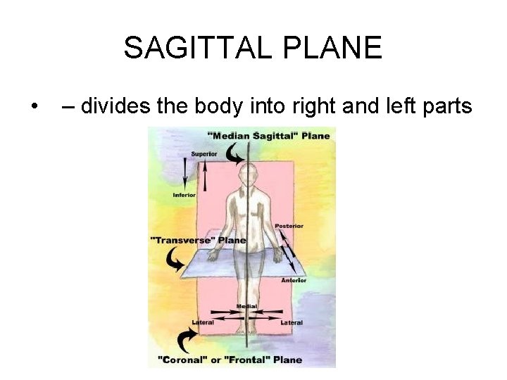 SAGITTAL PLANE • – divides the body into right and left parts 