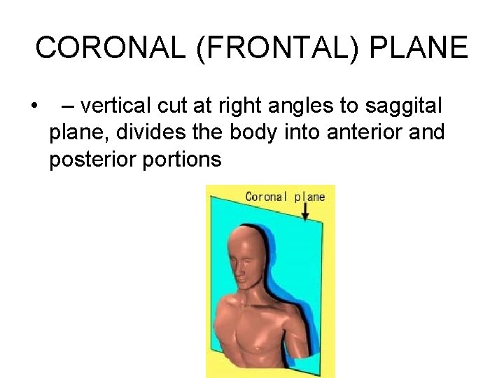 CORONAL (FRONTAL) PLANE • – vertical cut at right angles to saggital plane, divides