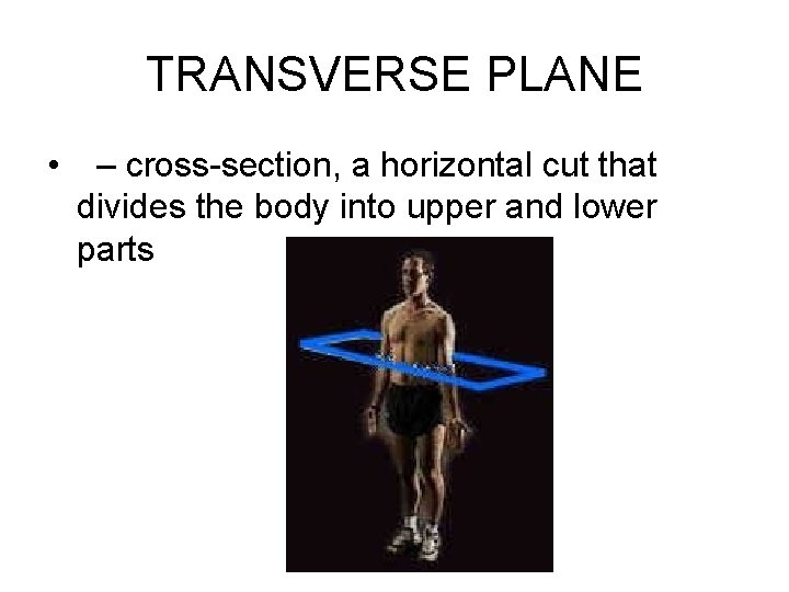 TRANSVERSE PLANE • – cross-section, a horizontal cut that divides the body into upper