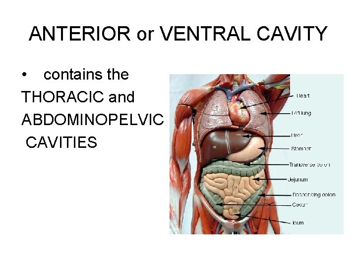 ANTERIOR or VENTRAL CAVITY • contains the THORACIC and ABDOMINOPELVIC CAVITIES 