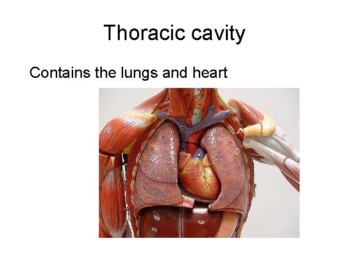 Thoracic cavity Contains the lungs and heart 