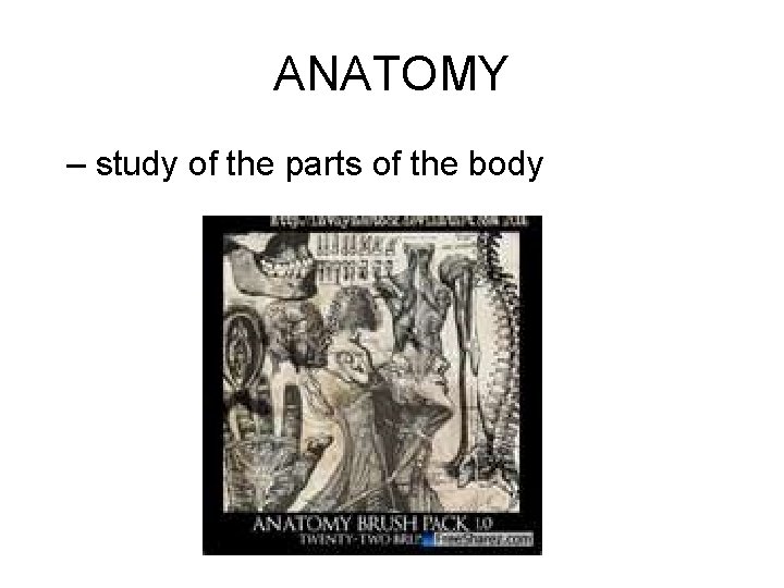 ANATOMY – study of the parts of the body 