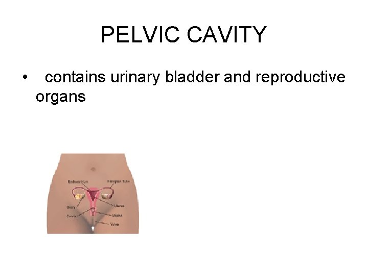 PELVIC CAVITY • contains urinary bladder and reproductive organs 