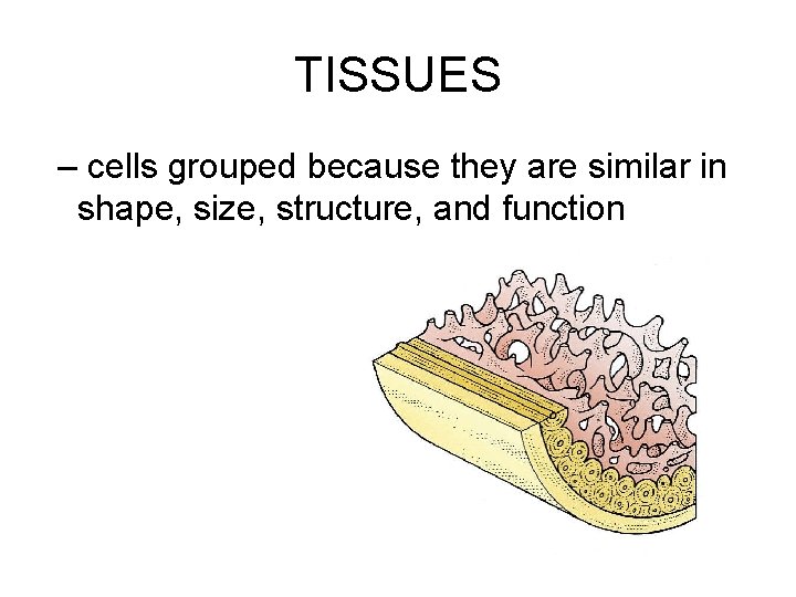 TISSUES – cells grouped because they are similar in shape, size, structure, and function