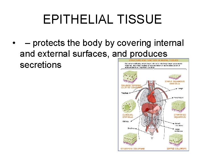 EPITHELIAL TISSUE • – protects the body by covering internal and external surfaces, and