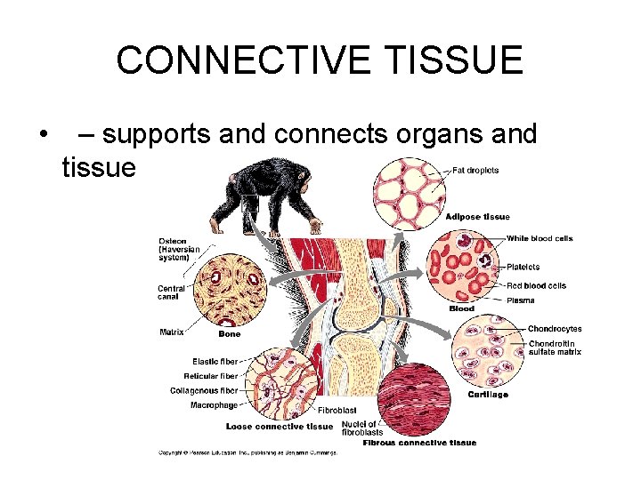 CONNECTIVE TISSUE • – supports and connects organs and tissue 