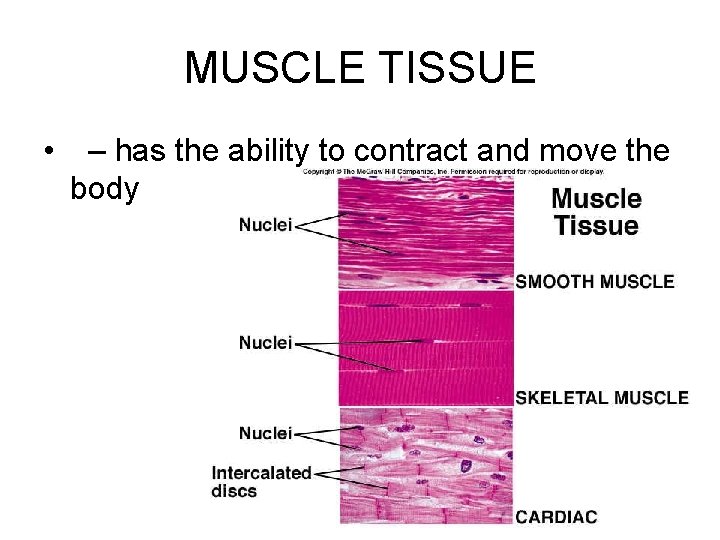 MUSCLE TISSUE • – has the ability to contract and move the body 