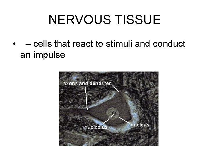 NERVOUS TISSUE • – cells that react to stimuli and conduct an impulse 