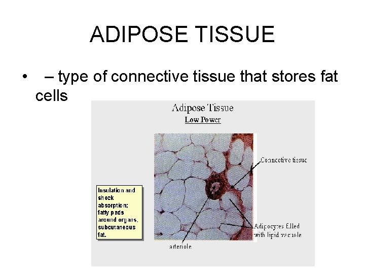 ADIPOSE TISSUE • – type of connective tissue that stores fat cells 