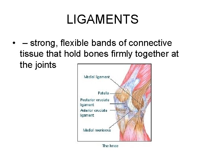 LIGAMENTS • – strong, flexible bands of connective tissue that hold bones firmly together