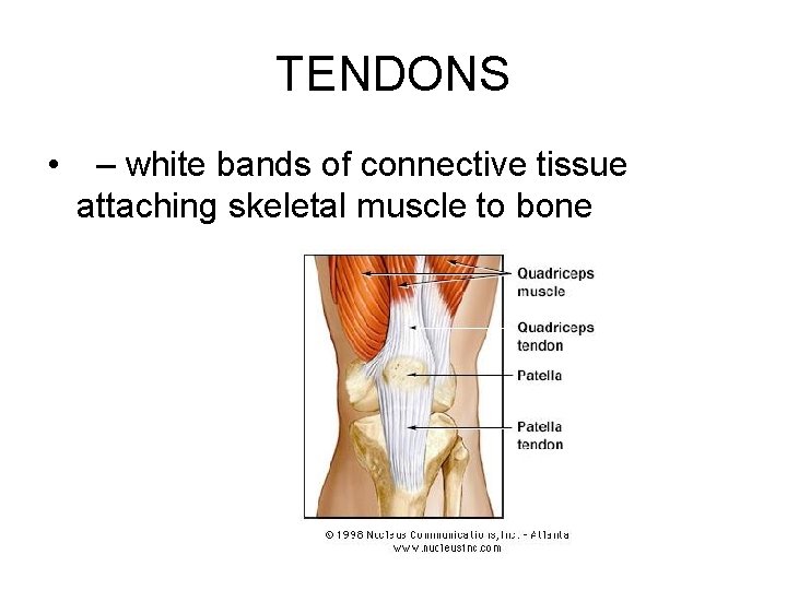 TENDONS • – white bands of connective tissue attaching skeletal muscle to bone 