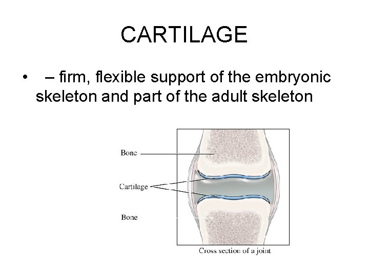 CARTILAGE • – firm, flexible support of the embryonic skeleton and part of the