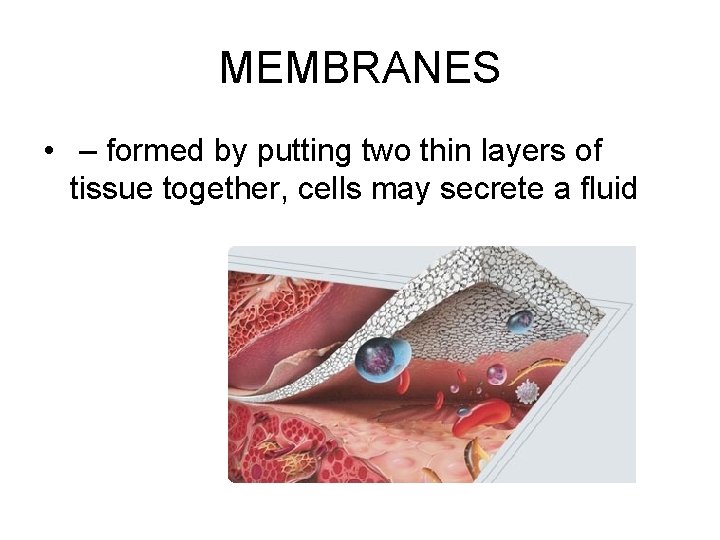 MEMBRANES • – formed by putting two thin layers of tissue together, cells may