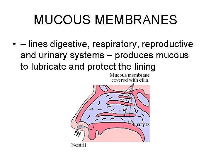 MUCOUS MEMBRANES • – lines digestive, respiratory, reproductive and urinary systems – produces mucous