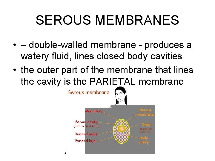 SEROUS MEMBRANES • – double-walled membrane - produces a watery fluid, lines closed body