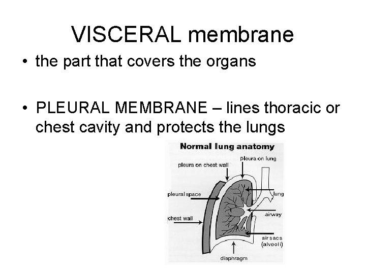 VISCERAL membrane • the part that covers the organs • PLEURAL MEMBRANE – lines