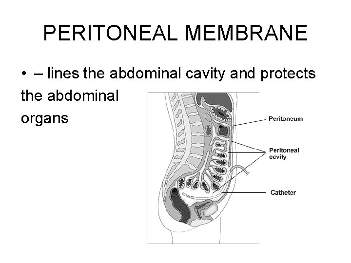PERITONEAL MEMBRANE • – lines the abdominal cavity and protects the abdominal organs 