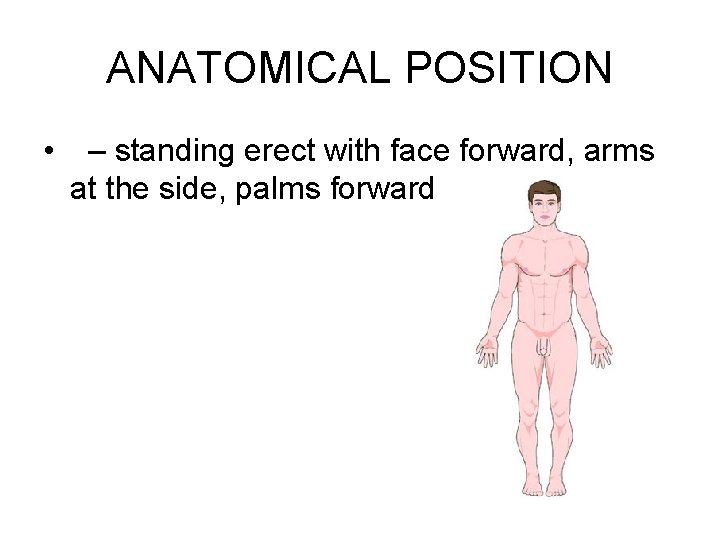 ANATOMICAL POSITION • – standing erect with face forward, arms at the side, palms