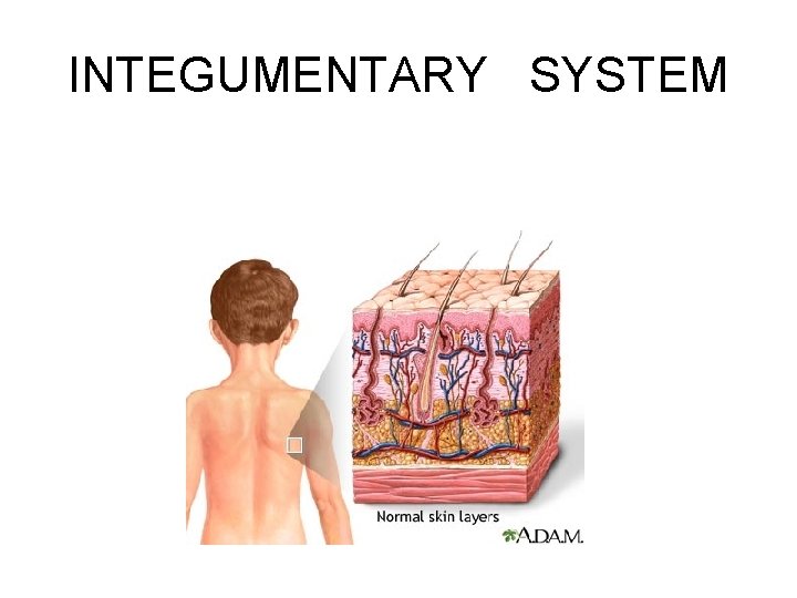 INTEGUMENTARY SYSTEM 