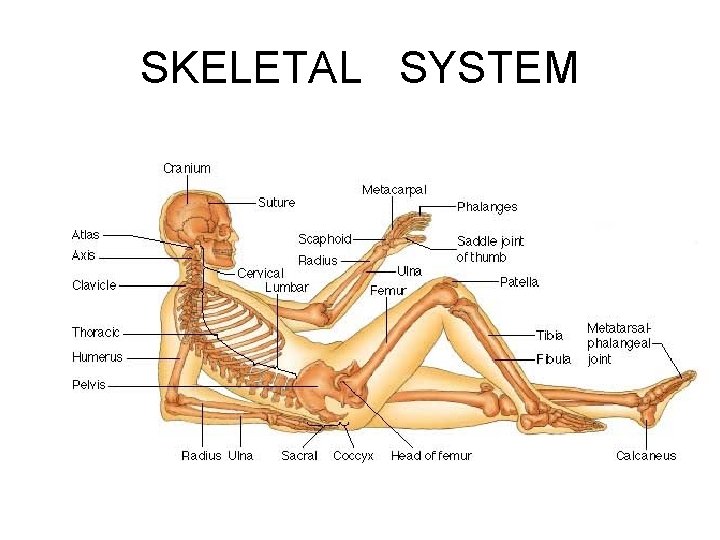 SKELETAL SYSTEM 