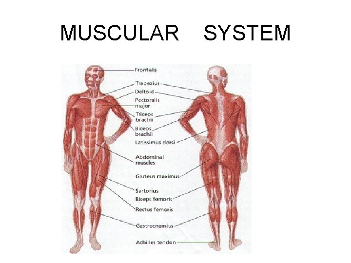 MUSCULAR SYSTEM 