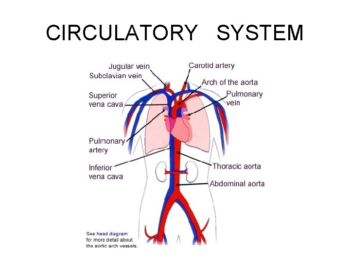 CIRCULATORY SYSTEM 