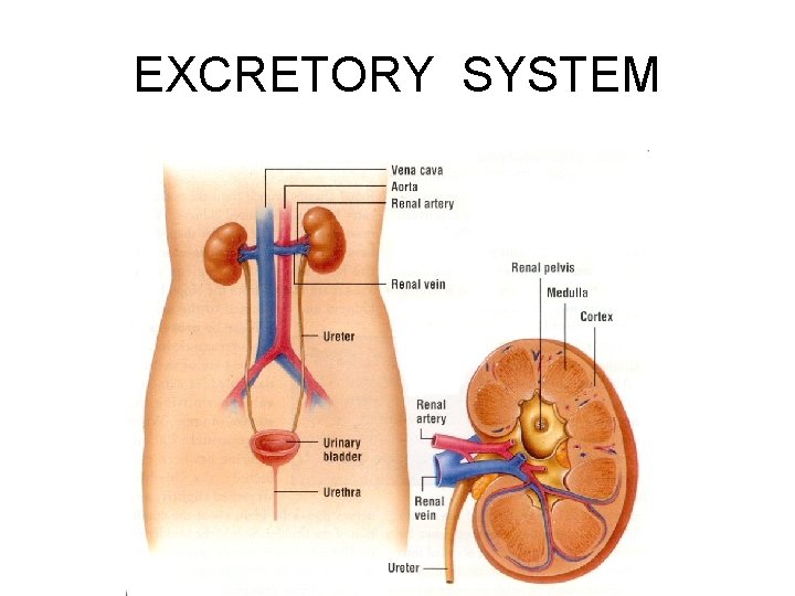 EXCRETORY SYSTEM 