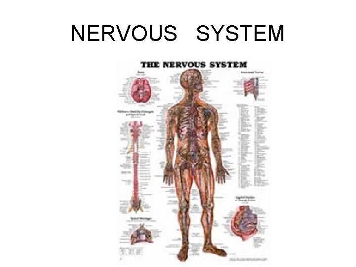 NERVOUS SYSTEM 